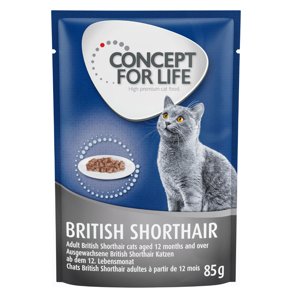 24x85g Concept for Life British Shorthair Adult (ragu-minőség) nedves macskatáp - 20+4 ingyen!